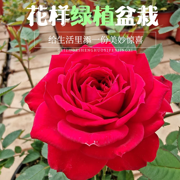 红珍珠苗带花苞开花盆栽花卉室时尚净化点缀精选家居