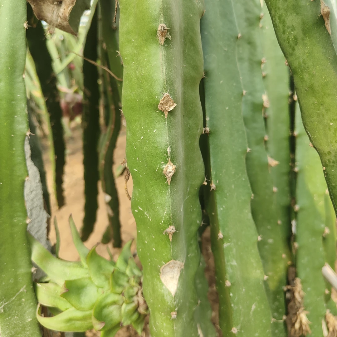 嫁接蟹爪兰三角柱火龙果苗 嫁接九尾狐 嫁接仙人球 嫁接用肥砧木