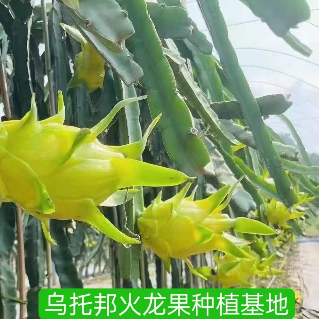 无刺黄龙火龙果苗带果发货带果黄龙黄皮白肉火龙果苗阳台花园种植