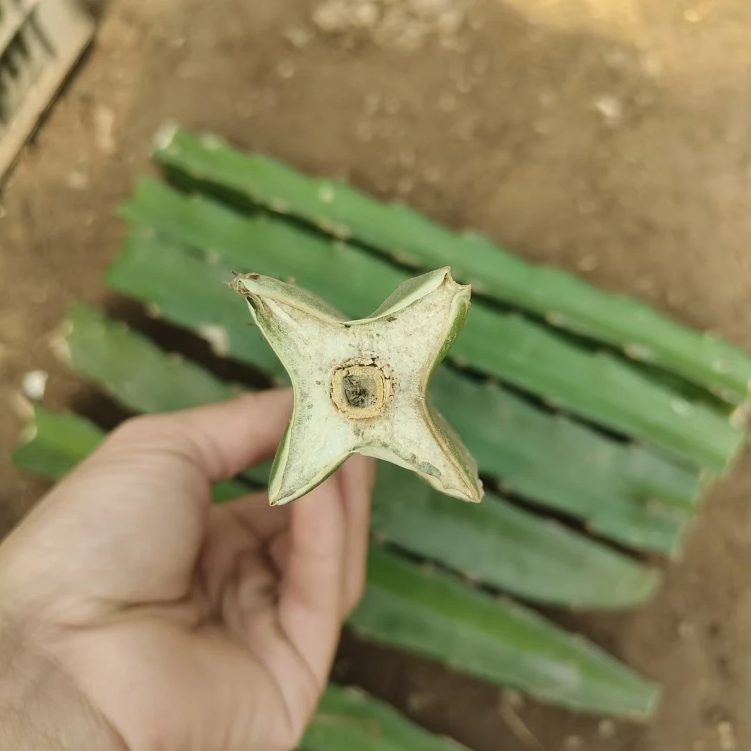 嫁接蟹爪兰四角柱火龙果苗 嫁接九尾狐 嫁接仙人球 嫁接用肥砧木