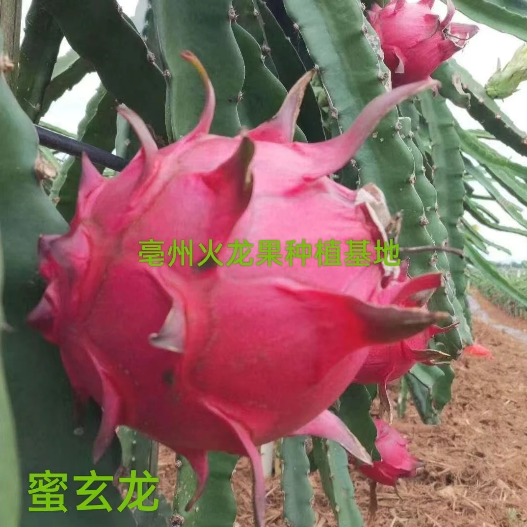 蜜玄龙红心火龙果苗  阳台花园盆景盆栽火龙果苗 火龙果种植基地