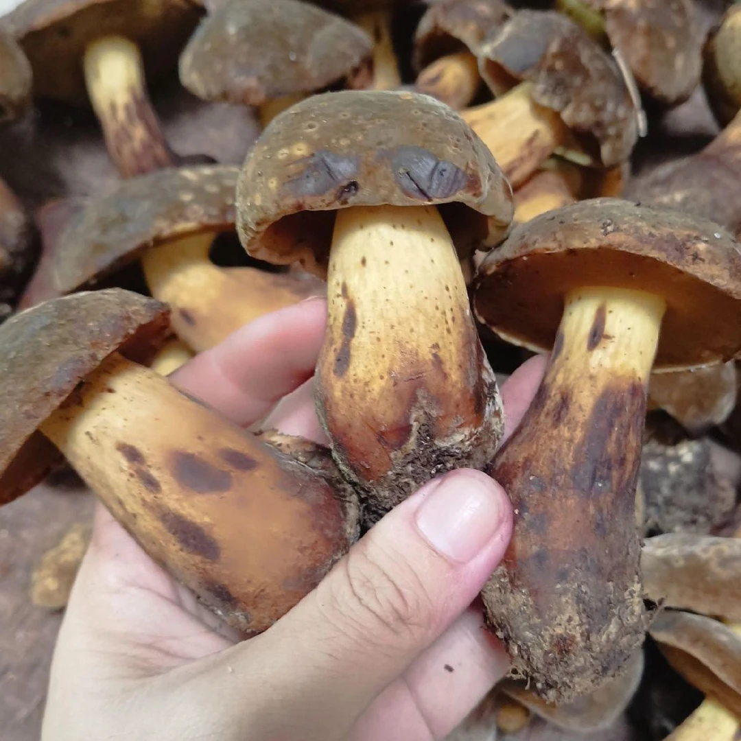 云南野生菌黑牛肝菌新鲜采摘味道鲜美肉质厚实新鲜肥壮包邮