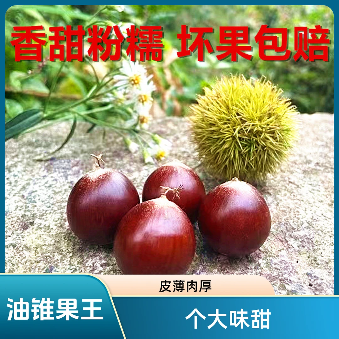 【坏果包赔】精品高山锥栗果王2.7cm以上 手工挑选栗子不是板栗