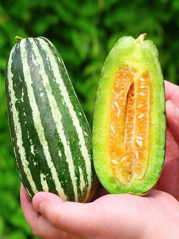博洋9号甜瓜5斤装新鲜水果当季整箱包邮大果脆甜