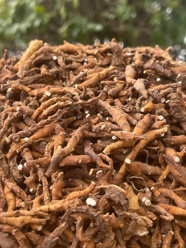 【阿海精选】土特产九节菖蒲