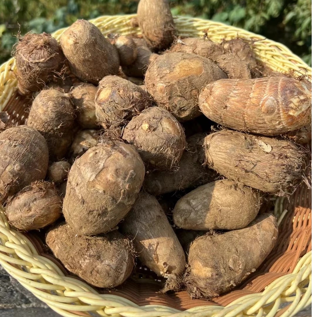 山东牛奶芋头毛芋头软糯香甜农家种植现挖现发