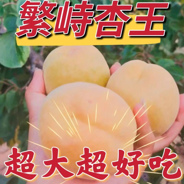 山西杏 白水杏 杏 黄杏 繁峙 白杏 大杏 赵庄白水杏 白水大杏包邮