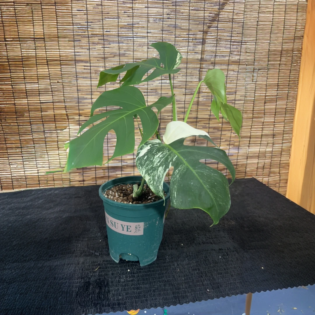 小刘家(福利龟背竹小白龟)网红热植