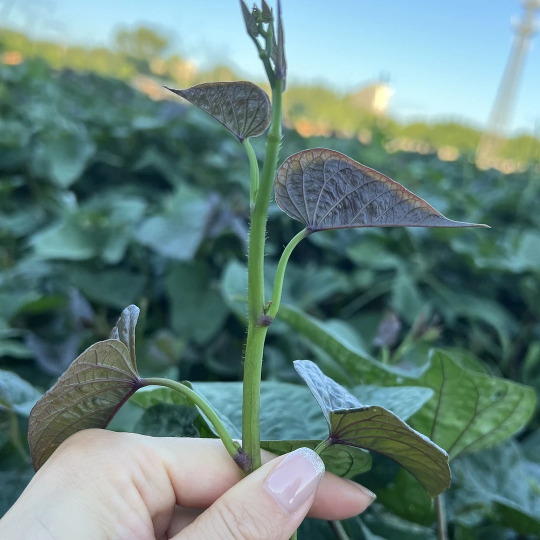 绿养道农场红薯尖红薯叶520g