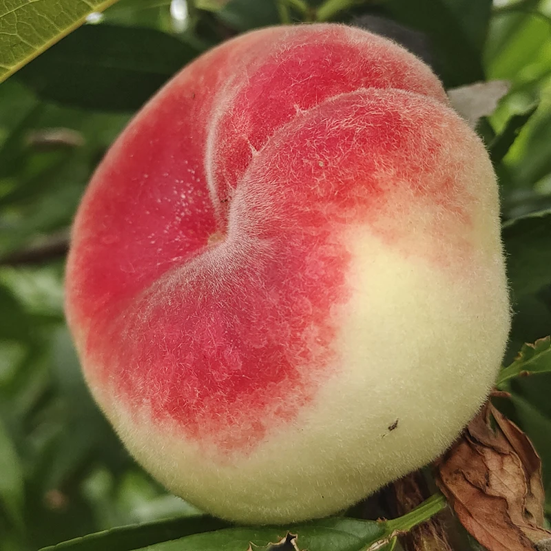 北京桃子平谷蟠桃5斤/1斤新鲜水果鲜桃大桃