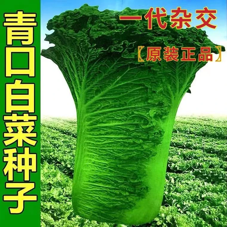 天津青麻叶直筒形白菜种子秋季绿大青麻叶大白菜易种植蔬菜种籽