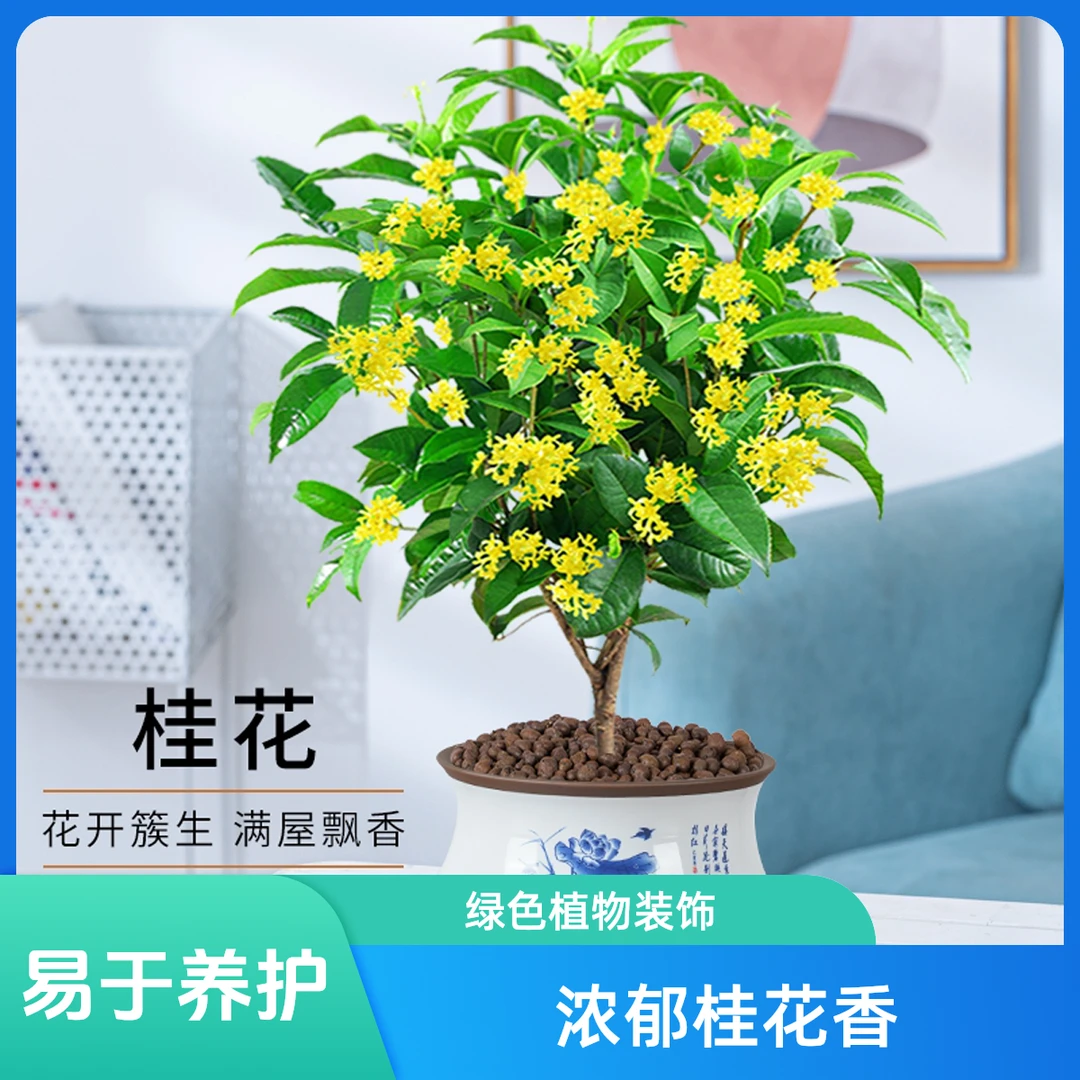 四季桂花四季开花浓香型四季常青优质原盆室内外客厅阳台庭院绿化