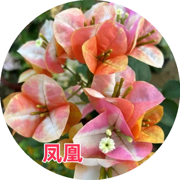 【凤凰】高货品种 勤花三角梅垂钓爬藤（不带花）