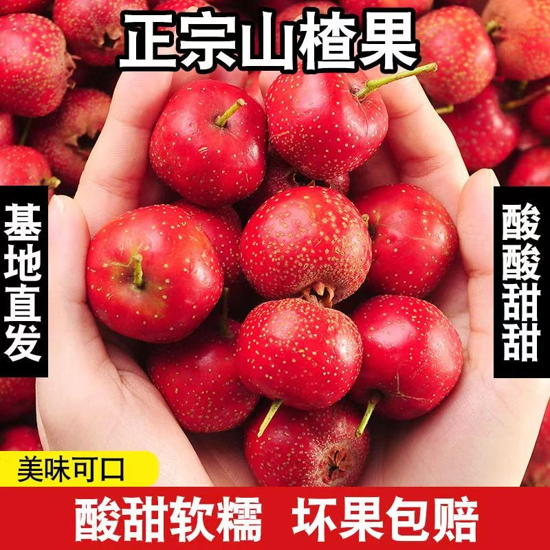 甘肃高山山楂果新鲜山楂大红果新鲜现摘当季水果新鲜山楂
