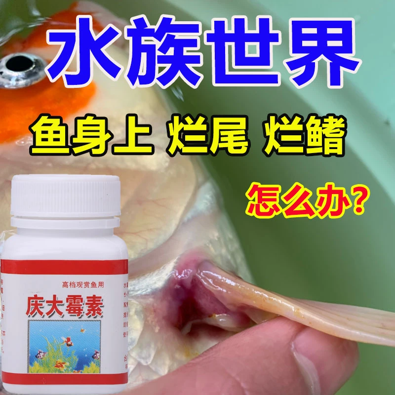 庆大霉素50g/瓶  观赏鱼各种鱼类可用