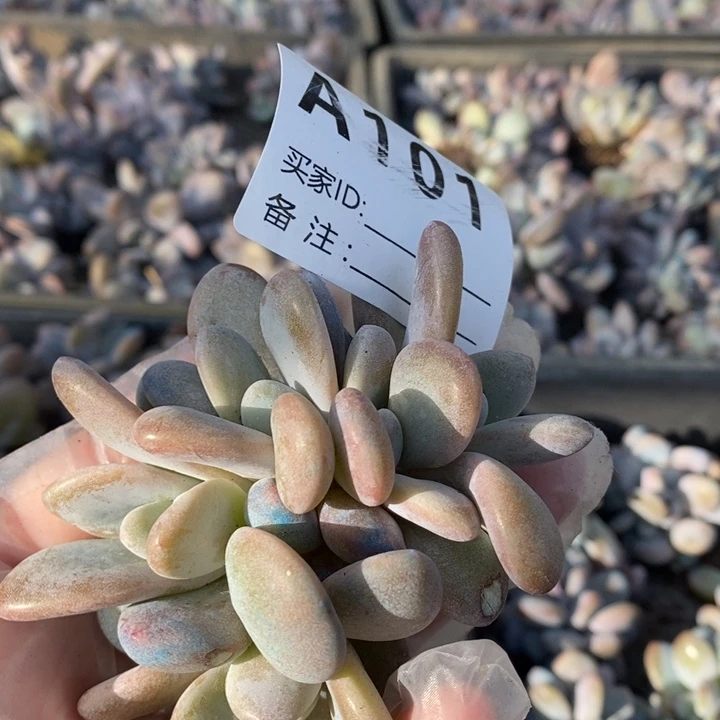 红陶20CM（含）-50CM（不含）?***]