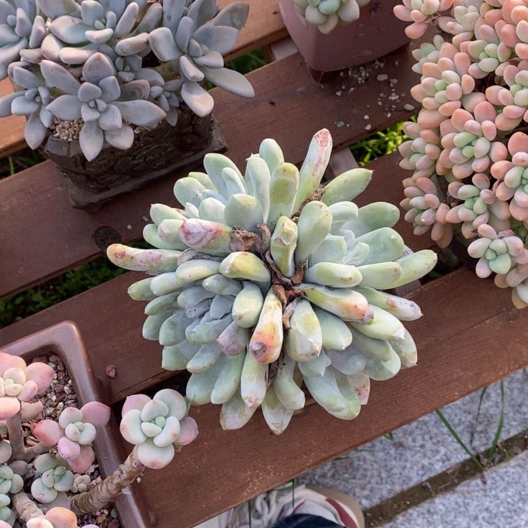 红陶拇指拇指多肉植物