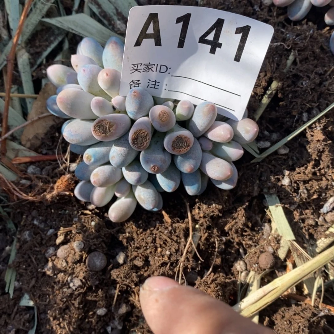 红陶20CM（含）-50CM（不含）