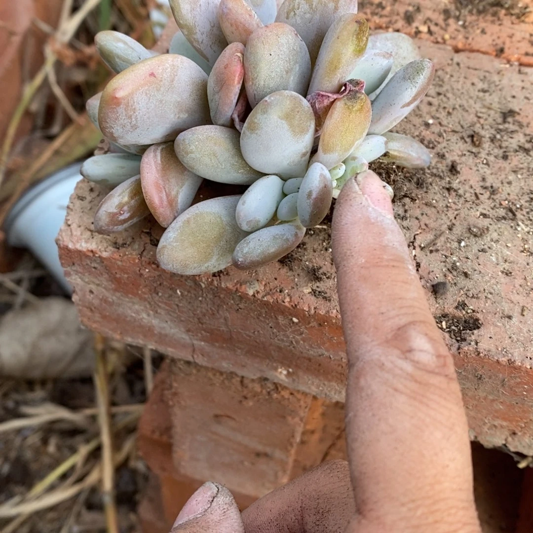 红陶20CM（含）-50CM（不含）