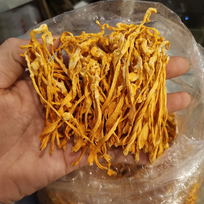 虫草花  金虫草 250克  辽宁特产