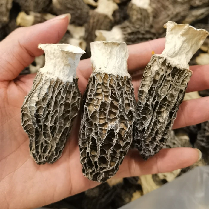大羊肚菌 厚肉 100克;250克500克