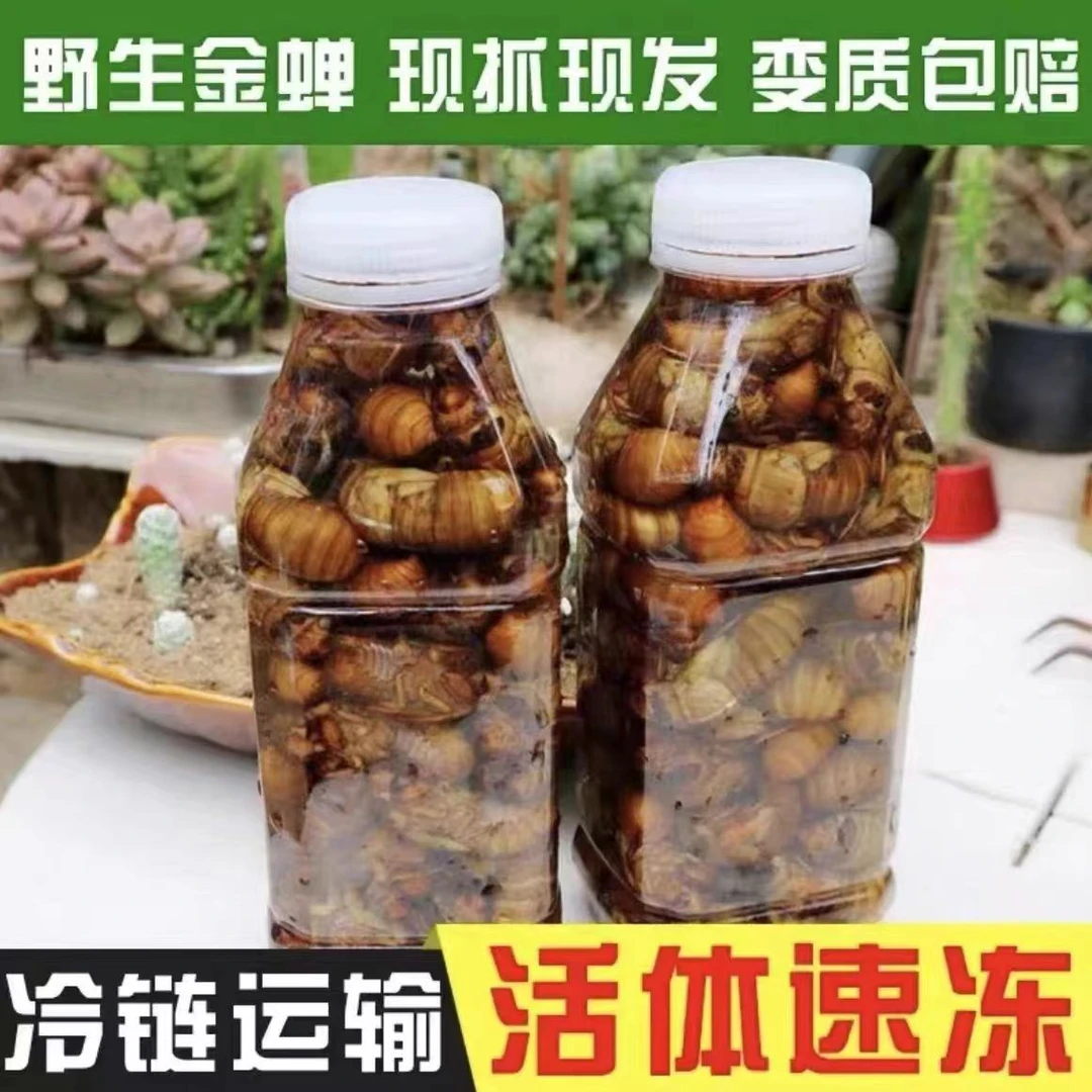 大个头）山东梨园大金蝉知了猴 知了龟爬叉 顺丰包邮 油炸爆香