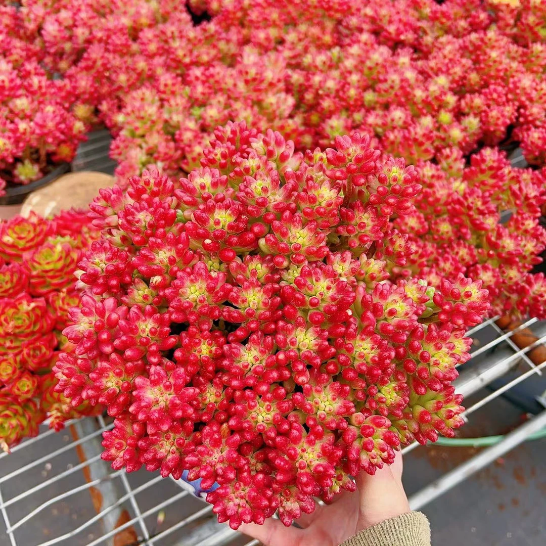 Q大盆红葡萄云南精品多肉植物耐旱带盆土发货 好养易爆崽