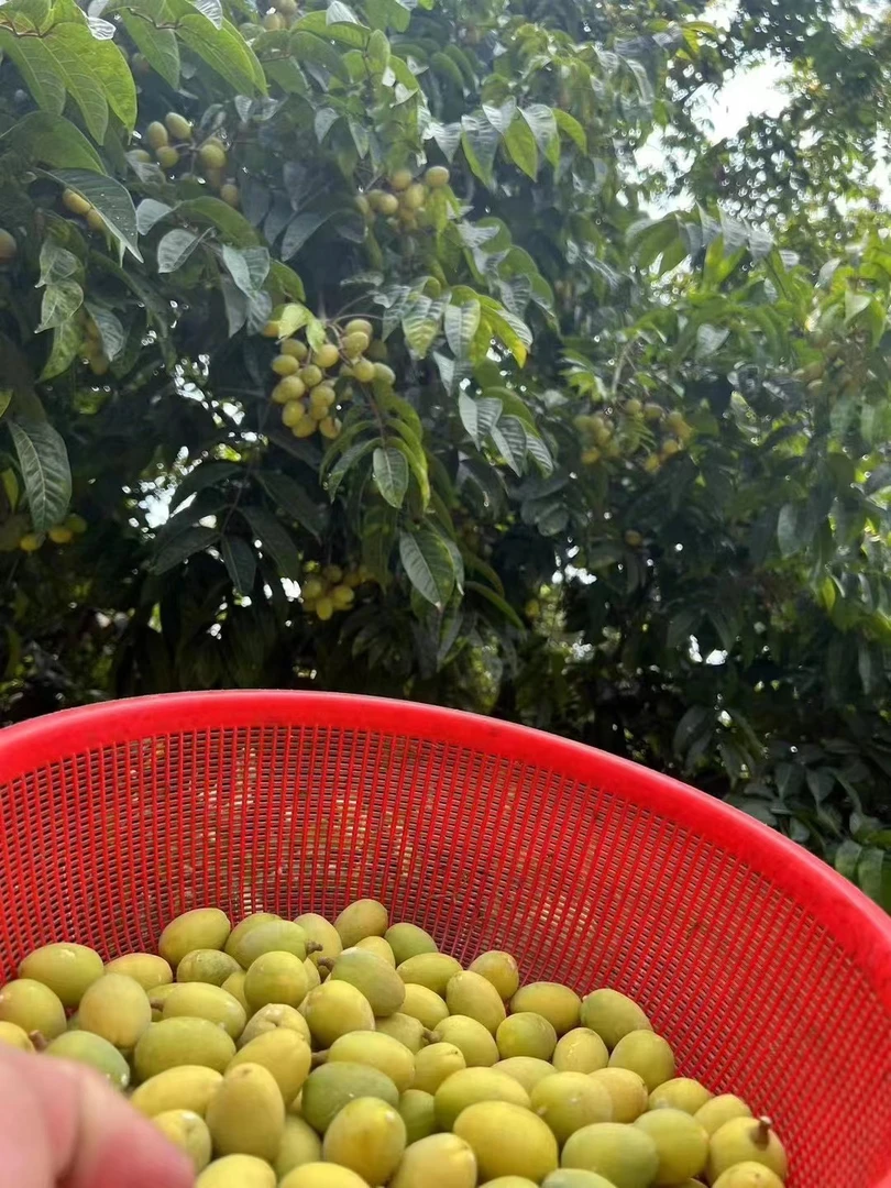 沙湾龙潮汕橄榄500g