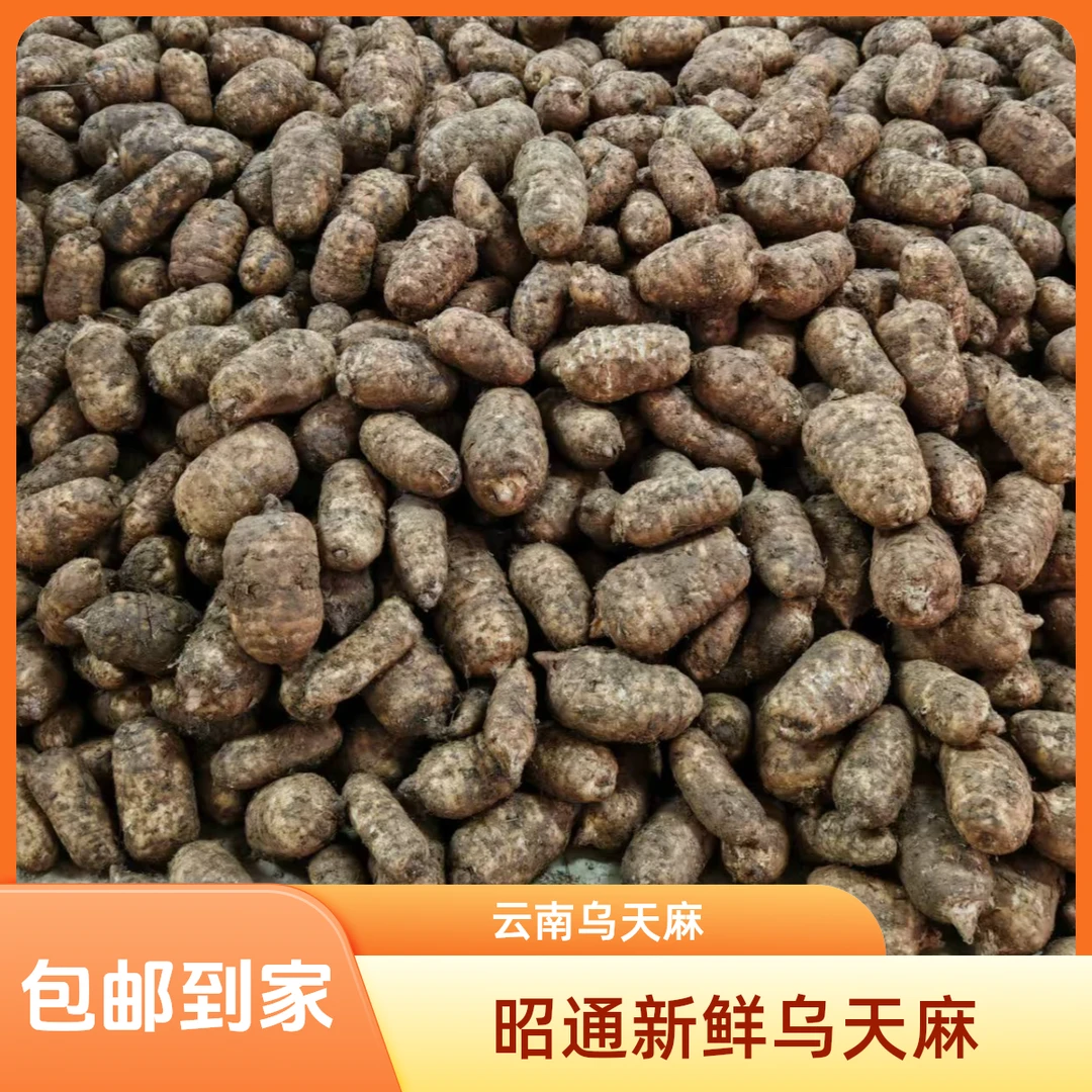 【正宗云南昭通彝良小草坝新鲜湿乌天麻】煲汤泡酒炖肉贵州湖北特产