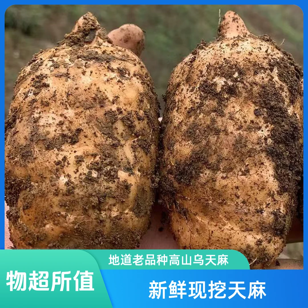 云南昭通正宗小草坝新鲜湿乌天麻活天麻煲汤泡酒产地直销特产离母