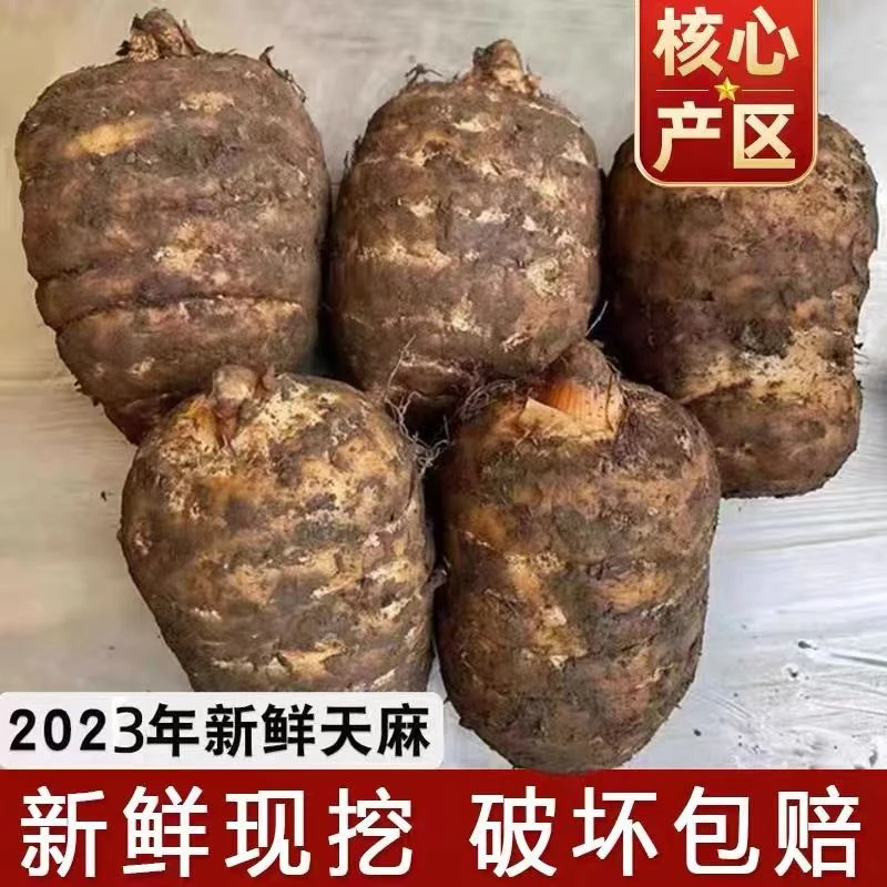 新鲜湿天乌麻云南昭通彝良小草坝仿野外现挖现发煲汤泡酒蒸鸡蛋斤