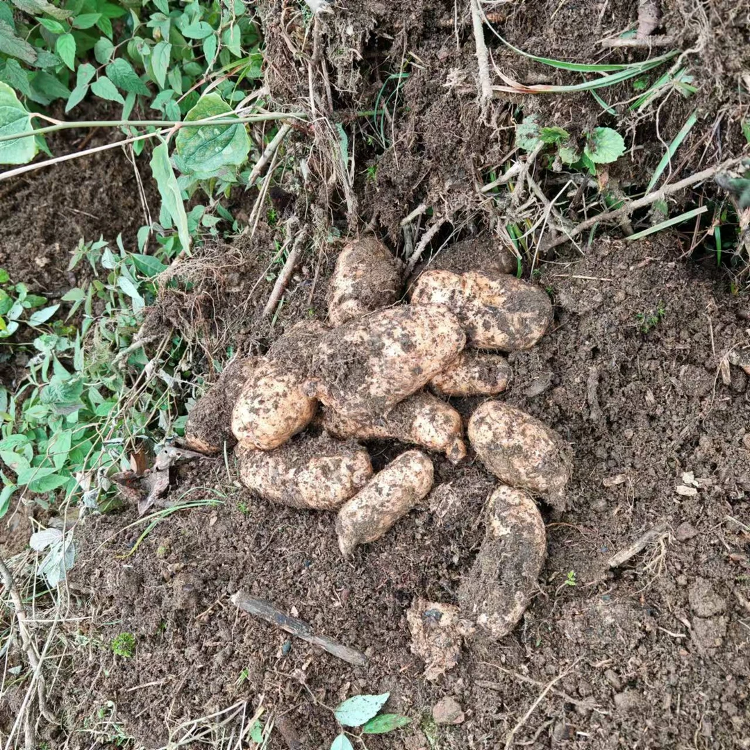 林下野外种植新鲜湿乌天麻云南昭通彝良小草坝煲汤泡酒土特产粉糯