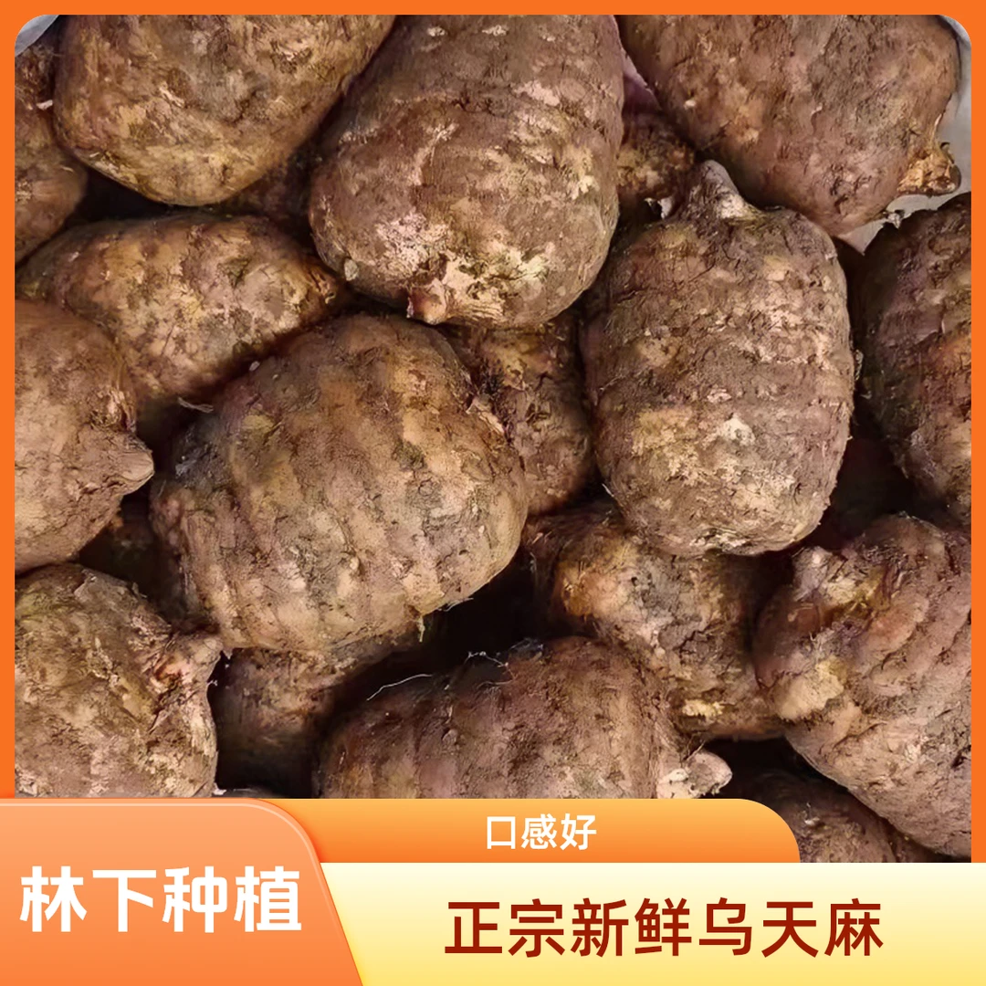 2025（正宗新鲜乌天麻）云南昭通彝良小草坝煲汤泡酒炖肉老品种贵州