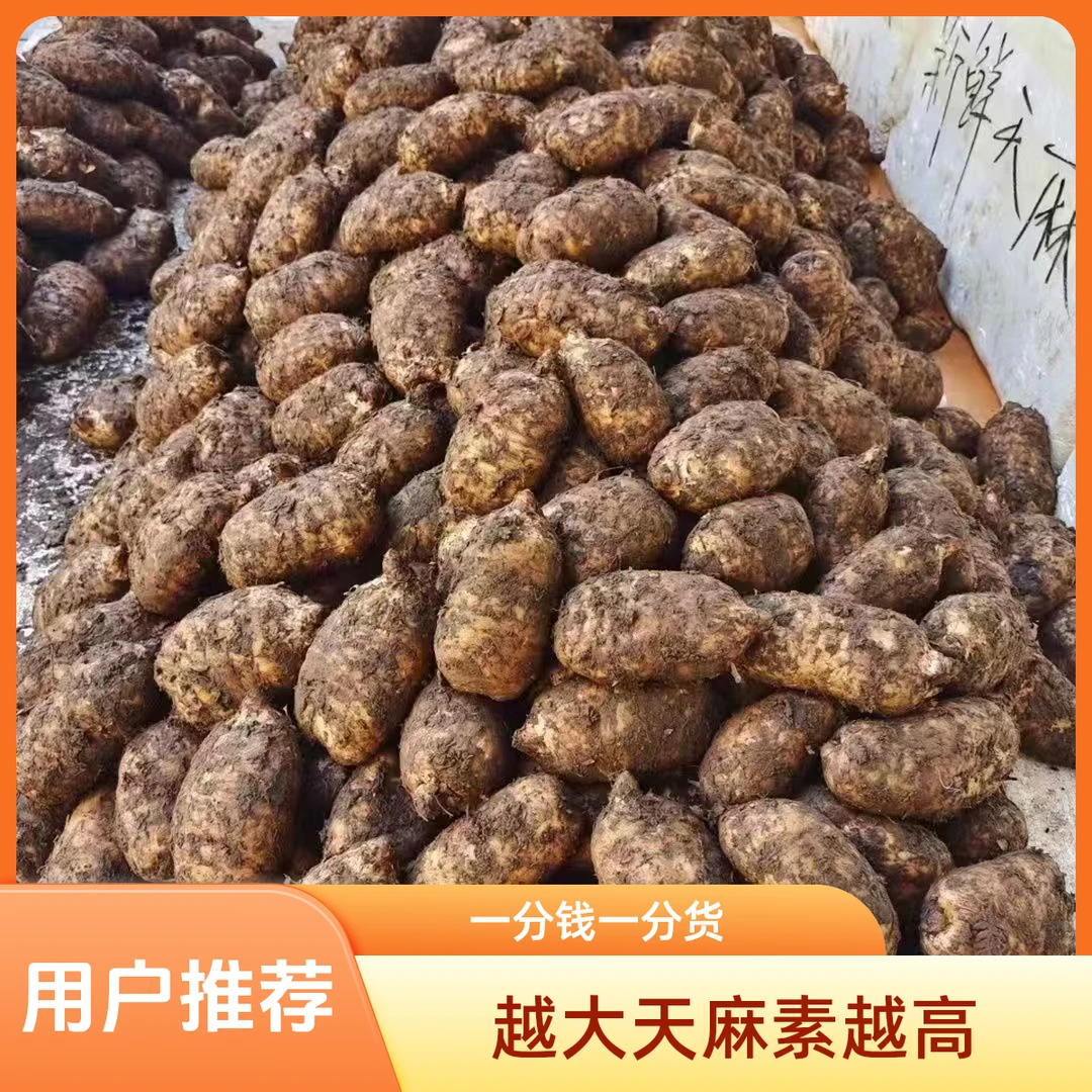 正品云南昭通彝良小草坝新鲜湿乌天麻活天麻煲汤泡酒产地直销特产