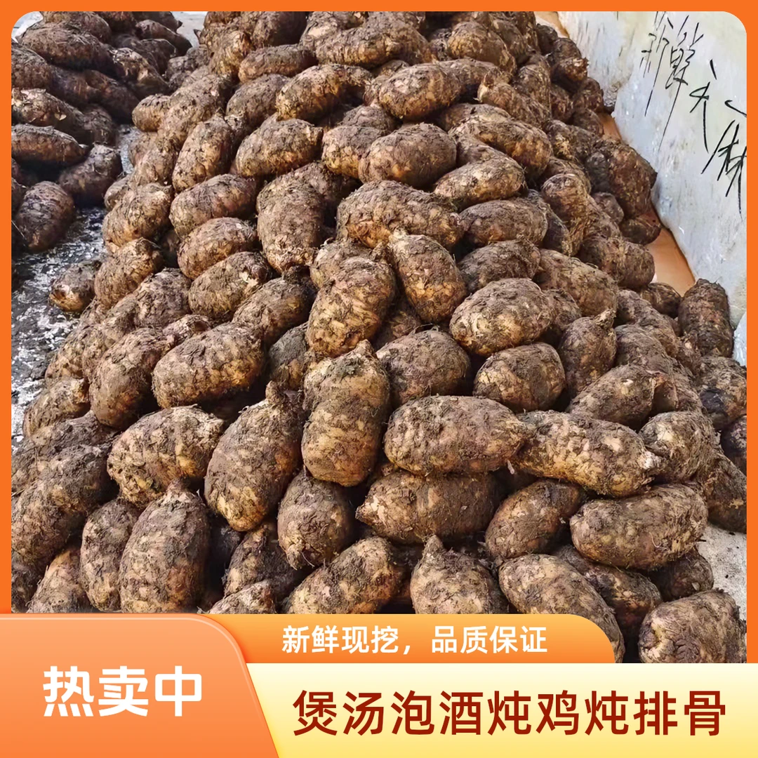 正品新鲜湿乌天麻云南昭通彝良小草坝煲汤泡酒土特产美味特产粉糯