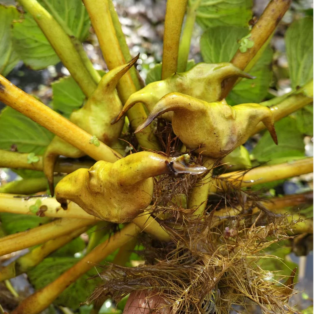老菱角种子苗水生植物池塘四季种植青菱角种子红菱角种子苗样种植