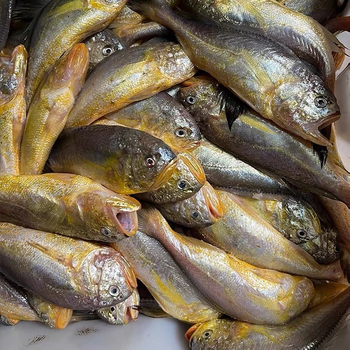 （小破鱼大小不一）纯野生梅童鱼大头宝2斤一盒日照顺丰发2盒4斤