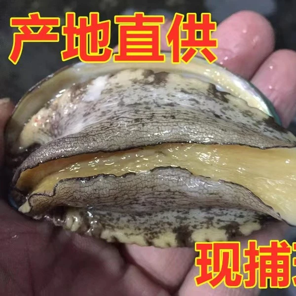 活冻大鲍鱼8头左右不浸泡鲜活速冻锁鲜18个 日照顺丰发货