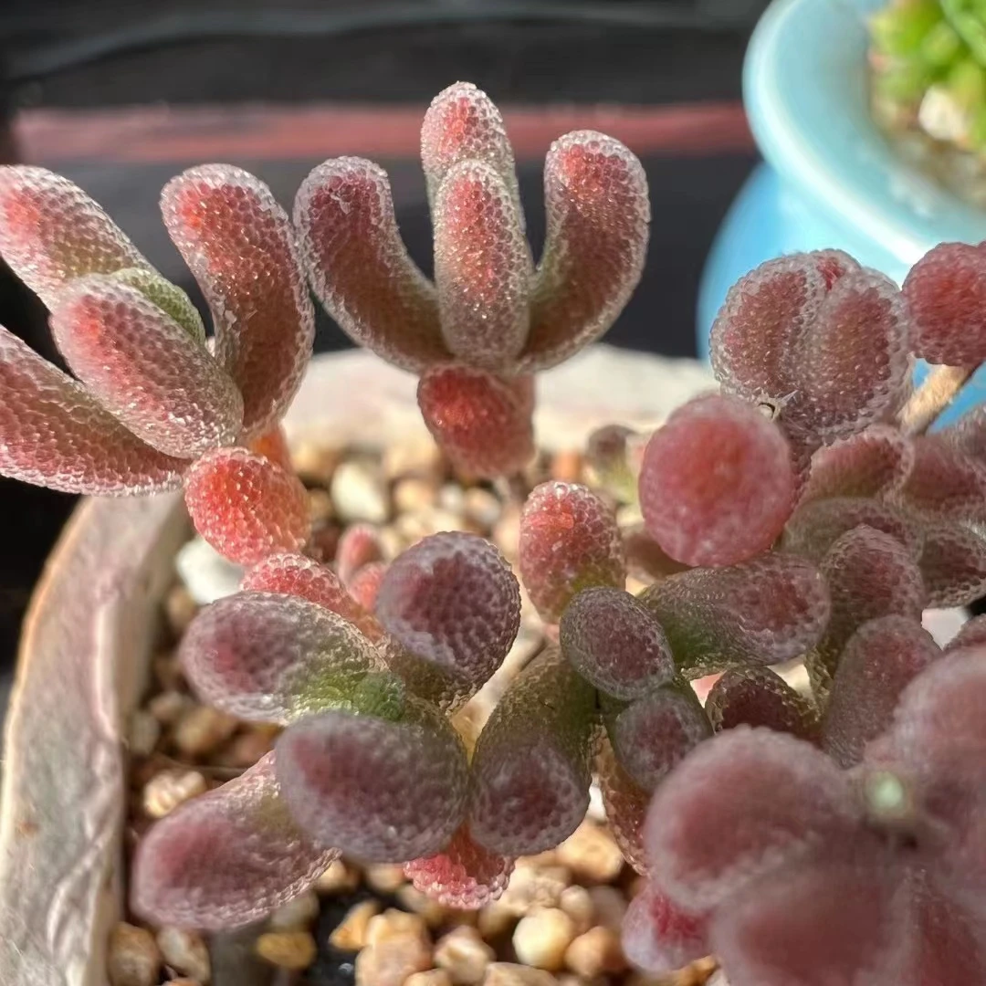 蜜桔金桔枝干番杏含盆带土冰晶狐尾小星星多肉植物室内盆栽冰魄