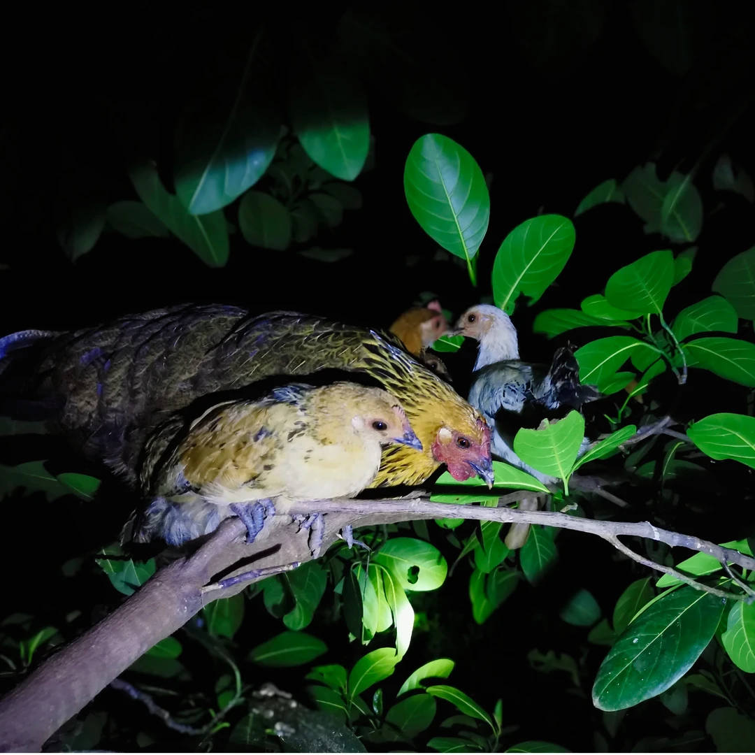 童子鸡 深山散养童子鸡