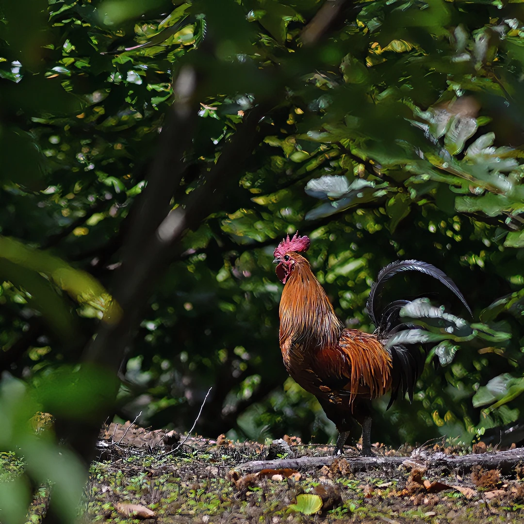 拉祜土鸡  云南高山原种土鸡 深山歇树鸡 澜沧拉祜散养土鸡