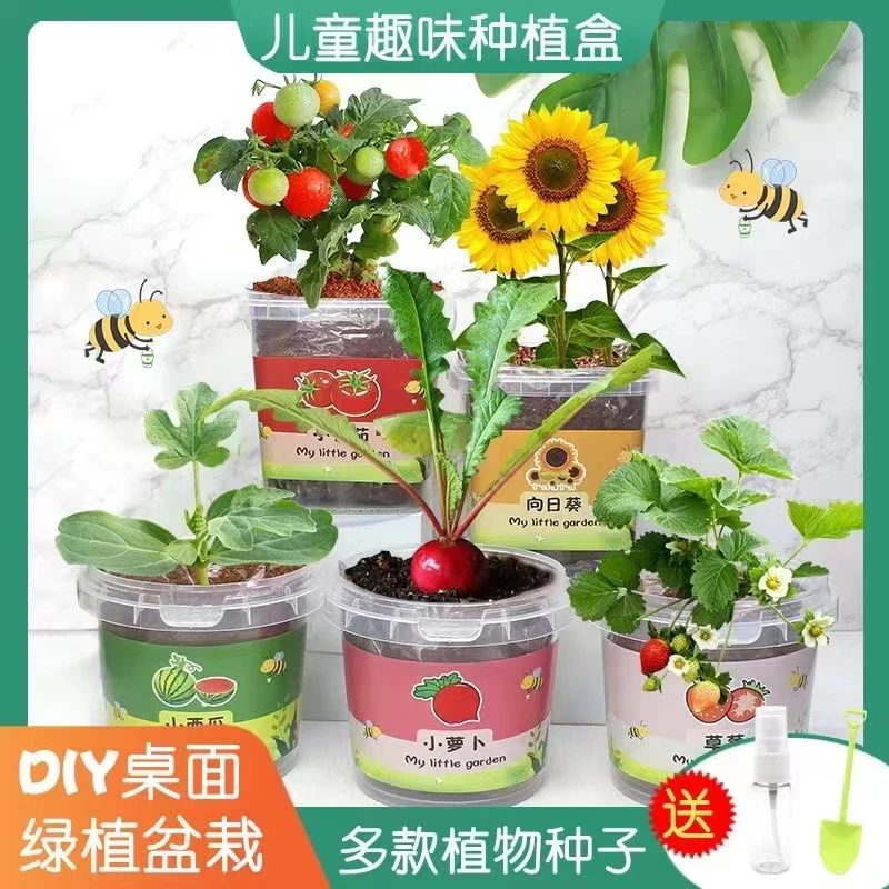 儿童种植小盆栽桌面小盆栽组合向日葵幼儿园植物观察发芽开花礼物
