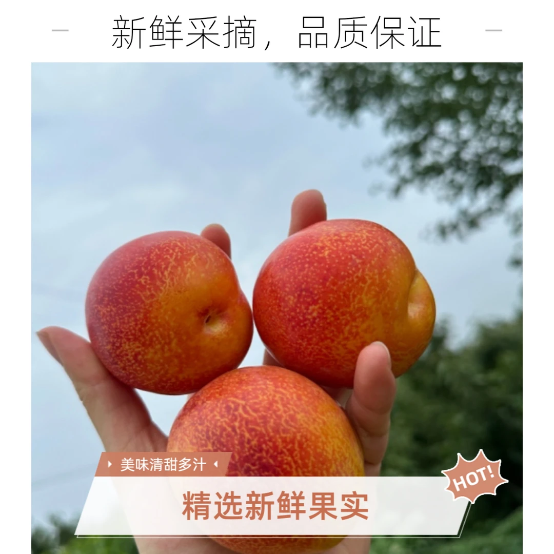 正宗辽宁高山大红袍李子干碗离核顺丰包邮现摘现发