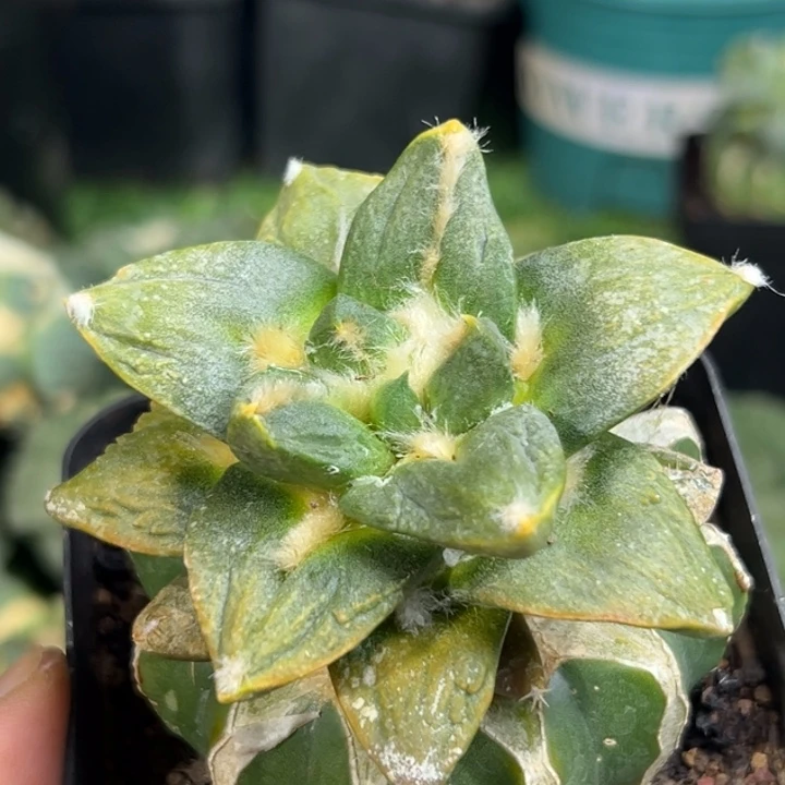 70仙人球的故事是