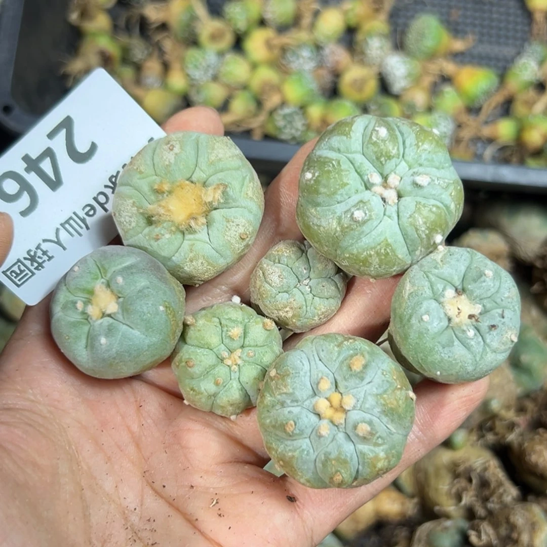 养*羊246仙人球:；f f