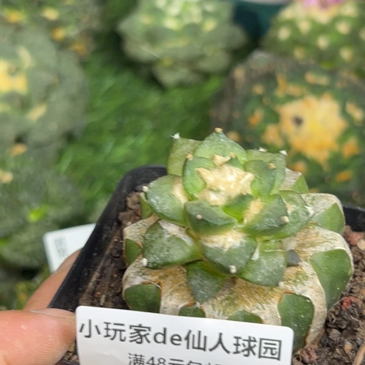 912仙人球的故事