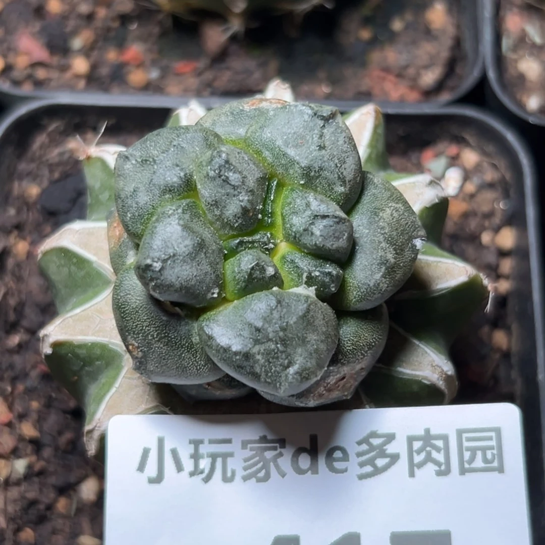 417仙人球的故事是什么