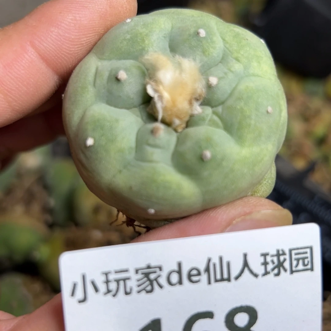 168仙人球是什么意思