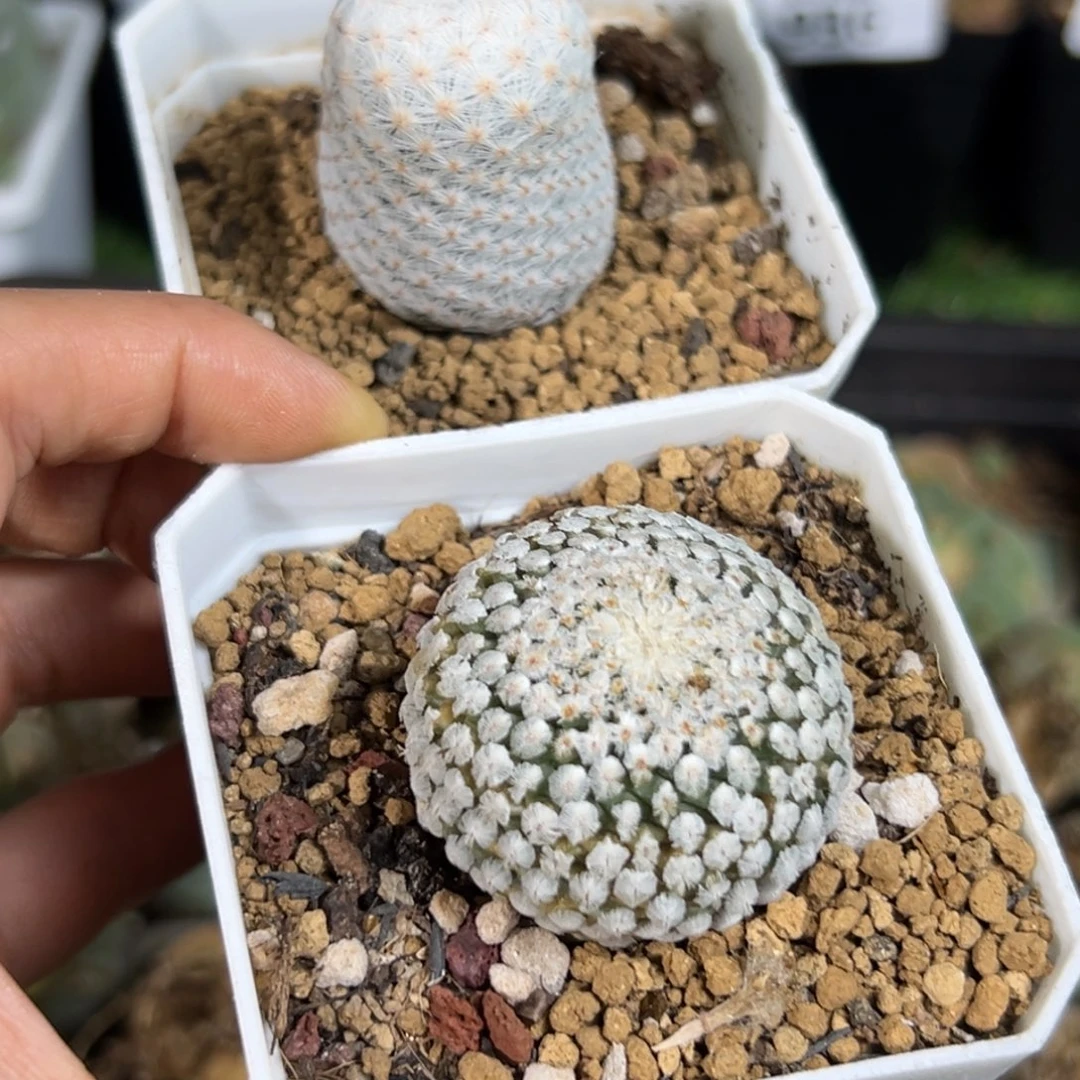 ?****?147仙人球的故事