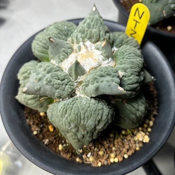 怒涛 仙人球 自根多年 NTZ2